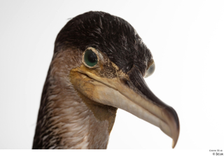 Double-crested cormorant Phalacrocorax auritus head 0008.jpg